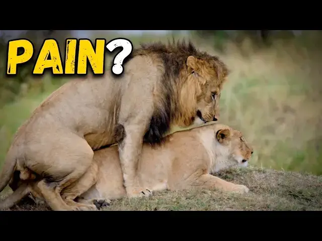 Video thumbnail for Why Lionesses Attack Males After Mating 🦁