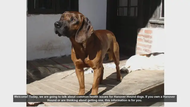 Video thumbnail for Common Health Issues in Hanover Hound Dogs: What You Need to Know