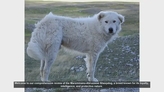 Video thumbnail for Maremmano-Abruzzese Sheepdog: Pros and Cons of This Loyal Guardian