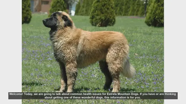 Video thumbnail for Common Health Issues in Estrela Mountain Dogs: What You Need to Know