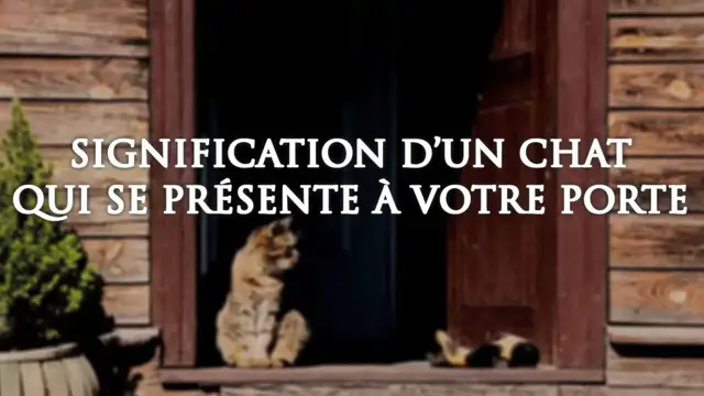 Video thumbnail for 🐱 SIGNIFICATION D'UN CHAT QUI SE PRÉSENTE À VOTRE PORTE