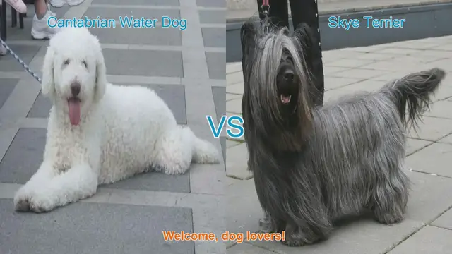 Video thumbnail for Comparing Cantabrian Water Dog and Skye Terrier: Origins, Characteristics, and Temperament