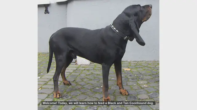 Video thumbnail for How to Feed Your Black and Tan Coonhound: A Complete Guide