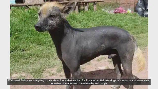 Video thumbnail for Foods to Avoid for Ecuadorian Hairless Dogs: Keep Your Pet Safe!