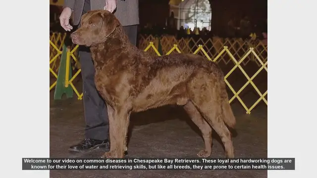 Video thumbnail for Common Health Issues in Chesapeake Bay Retrievers