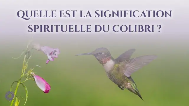 Video thumbnail for 🐦 QUELLE EST LA SIGNIFICATION SPIRITUELLE DU COLIBRI ?