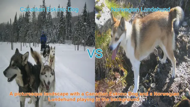Video thumbnail for Exploring the Canadian Eskimo Dog and Norwegian Lundehund: A Comparative Analysis