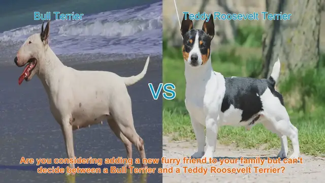 Video thumbnail for Bull Terrier vs. Teddy Roosevelt Terrier: A Comprehensive Breed Comparison