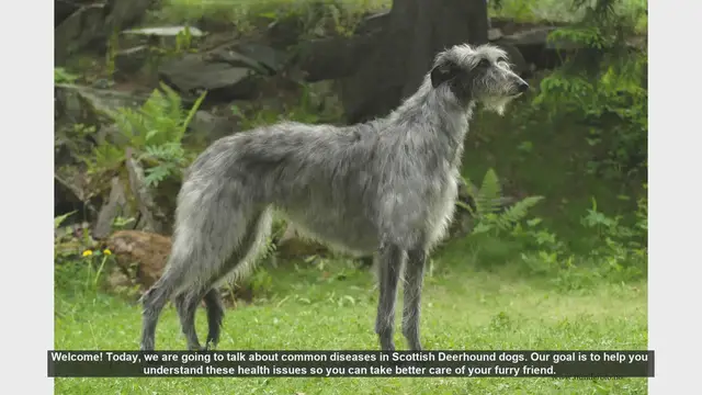 Video thumbnail for Common Health Issues in Scottish Deerhounds: What You Need to Know