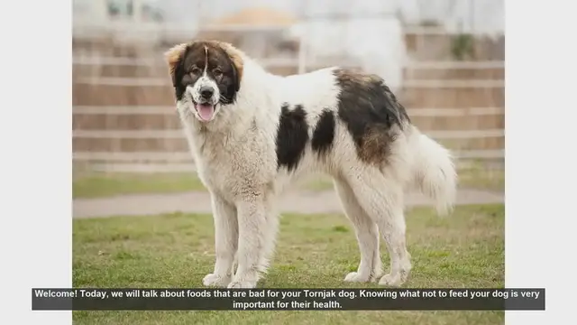 Video thumbnail for Foods to Avoid Feeding Your Tornjak Dog