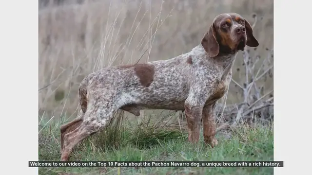 Video thumbnail for Top 10 Fascinating Facts About the Pachón Navarro Dog