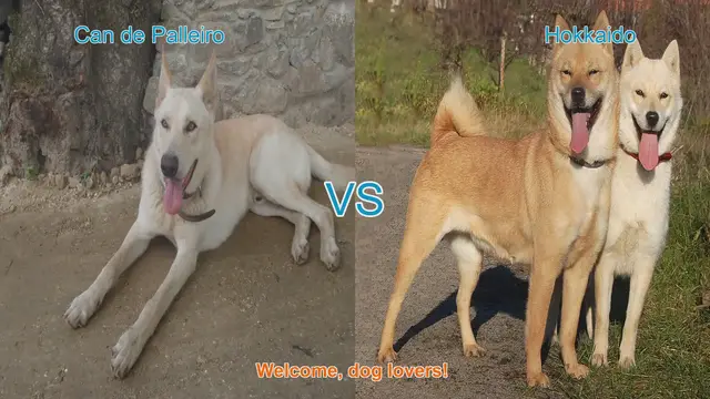 Video thumbnail for Can de Palleiro vs. Hokkaido: A Unique Dog Breed Showdown