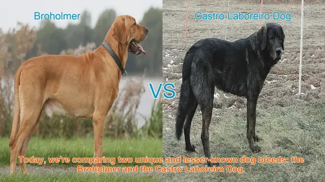 Video thumbnail for Broholmer vs. Castro Laboreiro Dog: A Comparative Guide