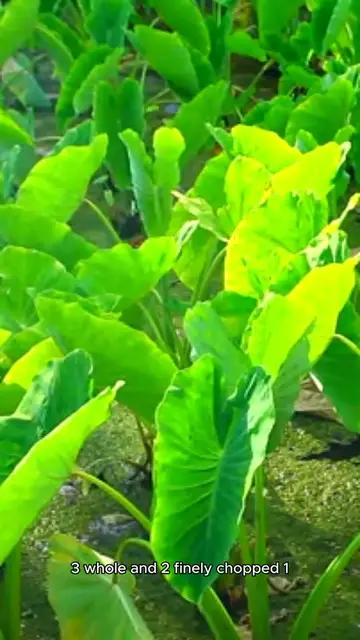 Video thumbnail for spinach cheese recipe