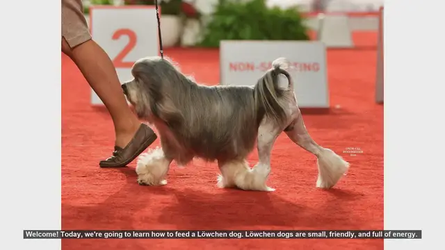 Video thumbnail for How to Feed Your Löwchen Dog: Essential Tips for a Healthy Diet