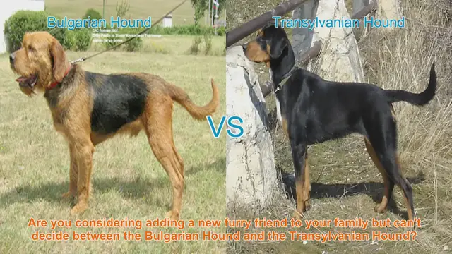 Video thumbnail for Bulgarian Hound vs. Transylvanian Hound: A Comparative Guide