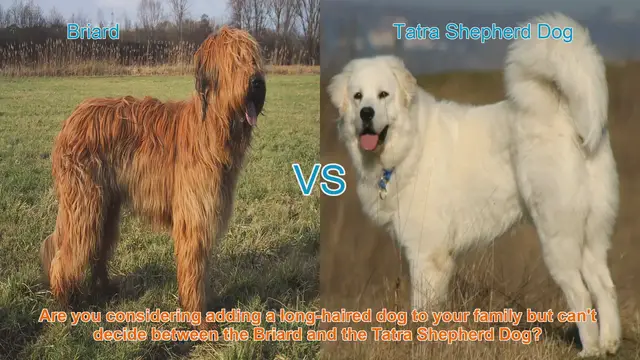 Video thumbnail for Briard vs. Tatra Shepherd Dog: A Detailed Breed Comparison