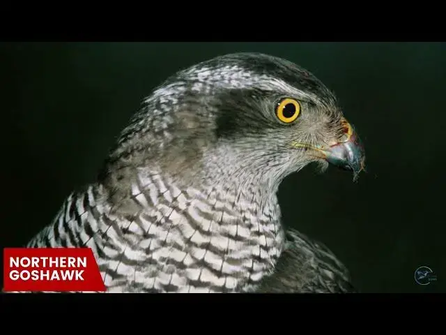 Video thumbnail for Hawks in Nebraska: Sky Protectors of the Cornhusker State