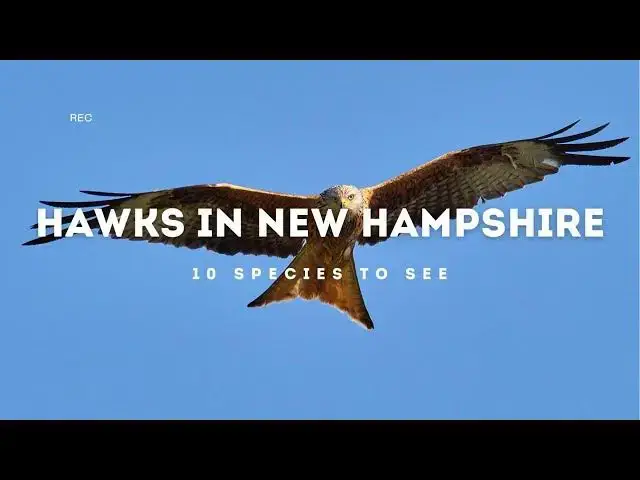 Video thumbnail for Hawks in New Hampshire: Aerial Custodians of the Granite State