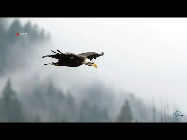 Video thumbnail for Witnessing the Majesty of Eagles in Pennsylvania