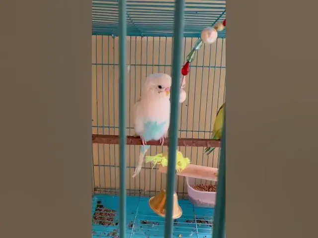 'Video thumbnail for Happy Budgie Sounds'