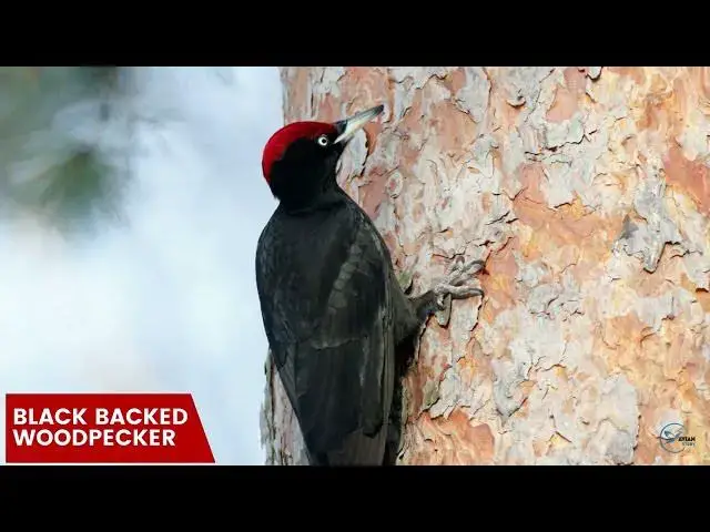 Video thumbnail for A Close-up Look at Woodpecker Nesting Habits in Connecticut