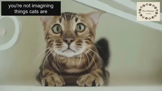 'Video thumbnail for Why Your Cat Doesn't Love You and How to Fix Them!'
