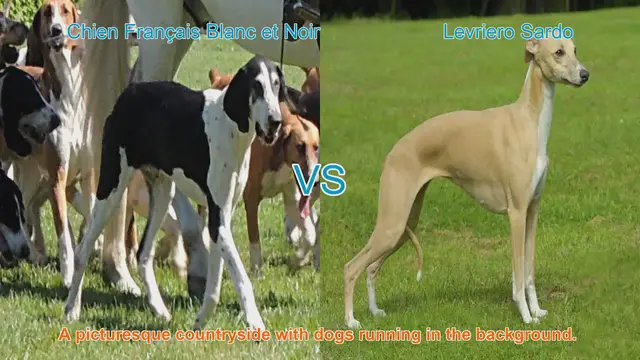 Video thumbnail for Comparing Chien Français Blanc et Noir vs. Levriero Sardo: A Comprehensive Guide