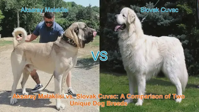 Video thumbnail for Aksaray Malaklisi vs. Slovak Cuvac: A Comparison of Two Unique Dog Breeds