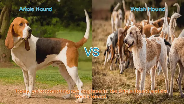 Video thumbnail for Artois Hound vs. Welsh Hound: A Comprehensive Comparison