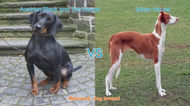 Video thumbnail for Austrian Black and Tan Hound vs. Ibizan Hound: A Breed Comparison