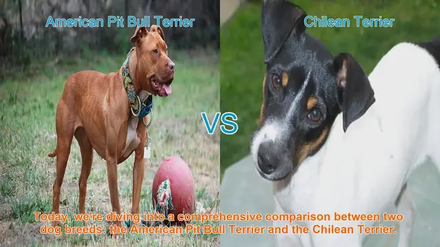 Video thumbnail for American Pit Bull Terrier vs. Chilean Terrier: A Comprehensive Breed Comparison