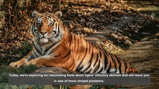 Video thumbnail for 10 Amazing Facts About Tigers' Sense of Smell