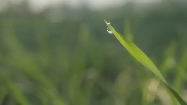 Video thumbnail for Ornamental Grasses