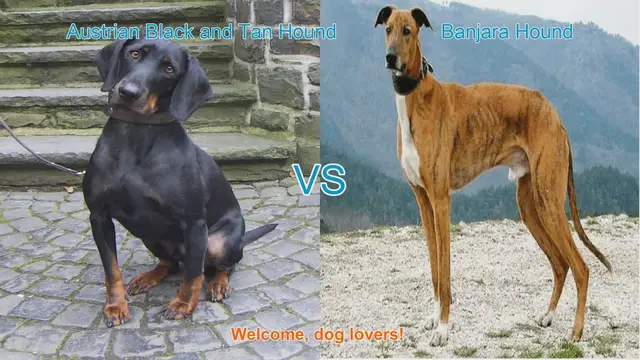 Video thumbnail for Austrian Black and Tan Hound vs. Banjara Hound: A Comprehensive Comparison