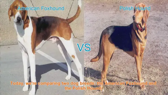 Video thumbnail for American Foxhound vs. Polish Hound: A Comparison of Two Dog Breeds