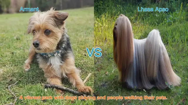 Video thumbnail for Armant vs. Lhasa Apso: A Comparison of Two Distinct Dog Breeds