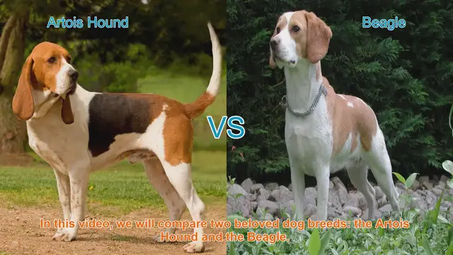 Video thumbnail for Artois Hound vs. Beagle: A Comprehensive Comparison