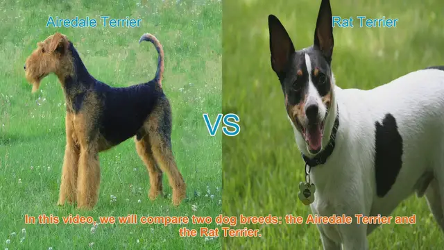 Video thumbnail for Airedale Terrier vs. Rat Terrier: A Breed Comparison