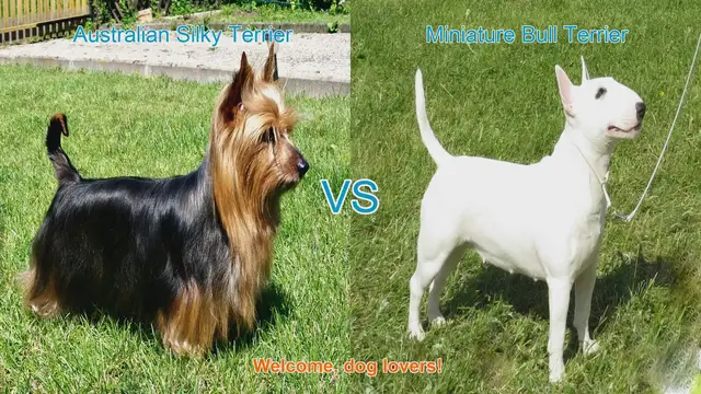 Video thumbnail for Comparing Australian Silky Terrier and Miniature Bull Terrier: A Guide for Dog Lovers