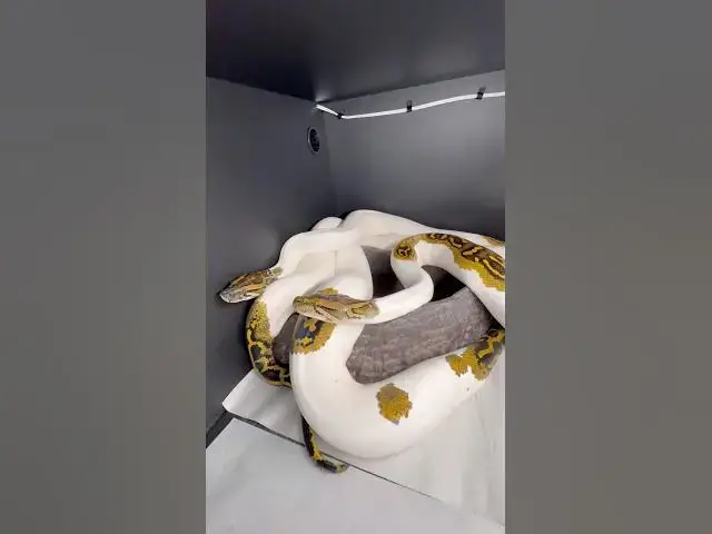 Video thumbnail for BREEDING SNAKES🐍 #viralshorts#shorts