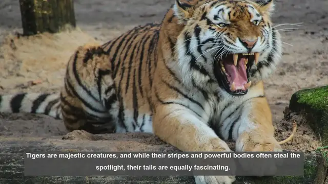 Video thumbnail for 10 Surprising Facts About Tiger Tails