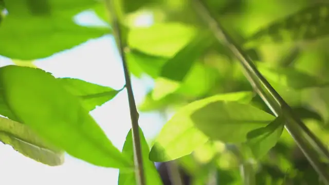 Video thumbnail for Vertical gardening for patios