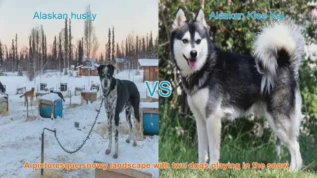 Video thumbnail for Alaskan Husky vs. Alaskan Klee Kai: A Comprehensive Comparison