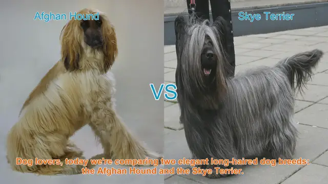 Video thumbnail for Afghan Hound vs. Skye Terrier: A Comparison of Elegant Long-Haired Dog Breeds
