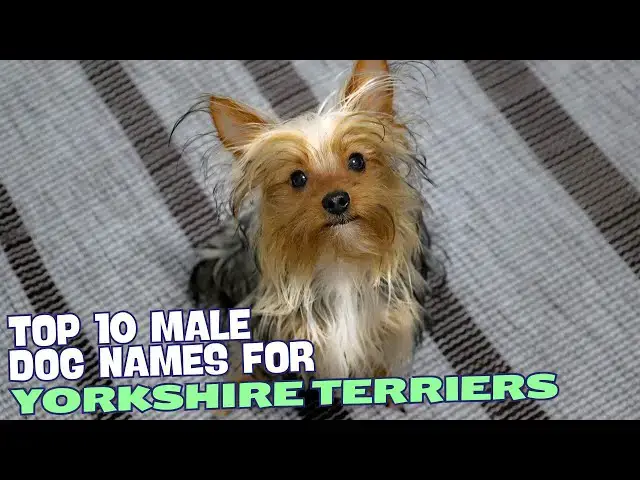 Video thumbnail for Top 10 Male Yorkie Names 🐾