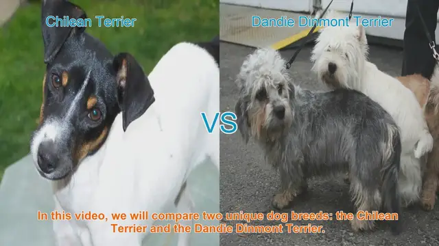 Video thumbnail for Comparing Chilean Terrier and Dandie Dinmont Terrier: A Comprehensive Guide