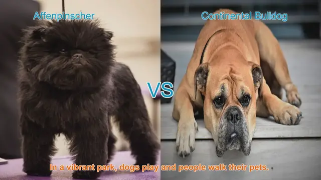 Video thumbnail for Affenpinscher vs. Continental Bulldog: A Breed Comparison