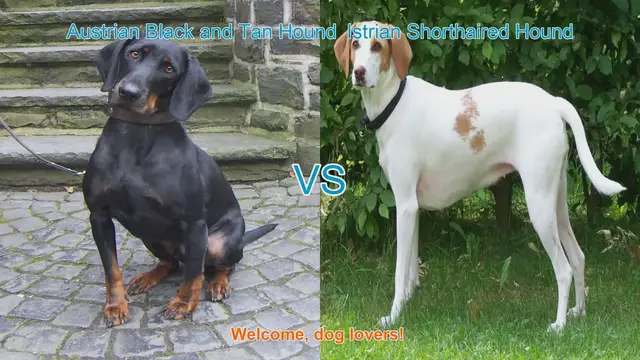 Video thumbnail for Austrian Black and Tan Hound vs. Istrian Shorthaired Hound: A Comparison