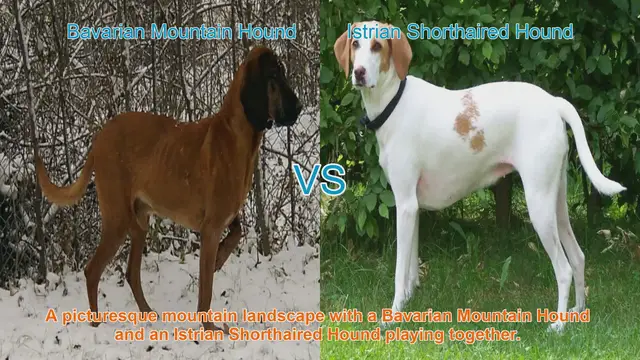 Video thumbnail for Bavarian Mountain Hound vs. Istrian Shorthaired Hound: A Breed Comparison